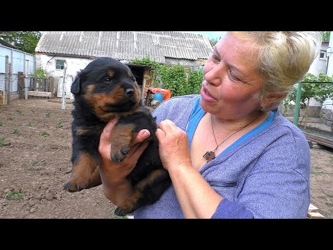 💝Super cute Rottweiler puppy. Fat and funny. Odessa. Ukraine.