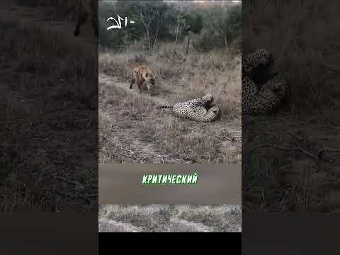 ГИЕНА ПОПЫТАЛАСЬ УКРАСТЬ ДОБЫЧУ, НО...😨 | #leopard #animals  #животные