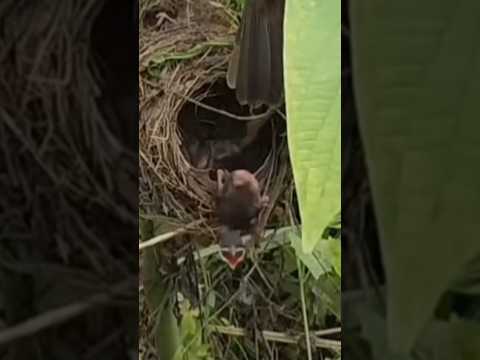 mother bird accidentally