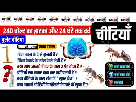 The Secret Life of Ants: Uncovering the Social Structure of Ant, चीटियों का रहस्य, Nitin Sir Study91