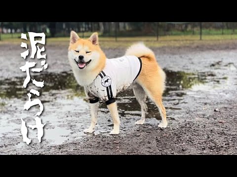 雨あがりのドッグラン。大変なことになりました...｜ポメ柴