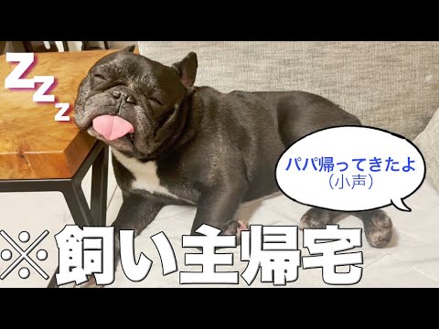飼い主の帰宅に全く気付かないお犬