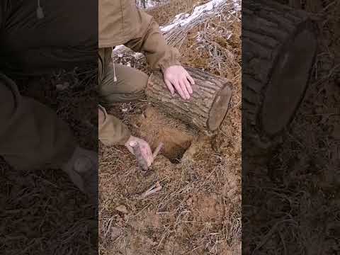 trap#bushcraft #trap #survival