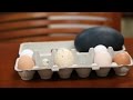 Egg Color Genetics and Nutrition