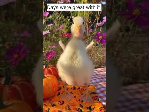 Girl rescues lonely duckling on the road on then...#love #kindness #animals #birds #cutepet