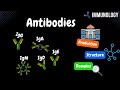 Understanding Antibodies and Immunoglobulins