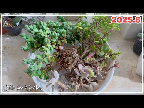 【#508】多肉の寄せ植えを解体しました【ガーデニング】