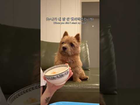 누나와 툐식이의 일탈 #마태오 #반려견 #반려견일상 #강아지 #강아지브이로그 #doglife
