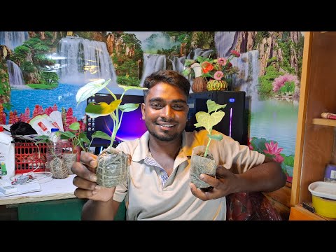 চুইঝাল ও ধান ঝাল নিয়ে আজকের লাইভ