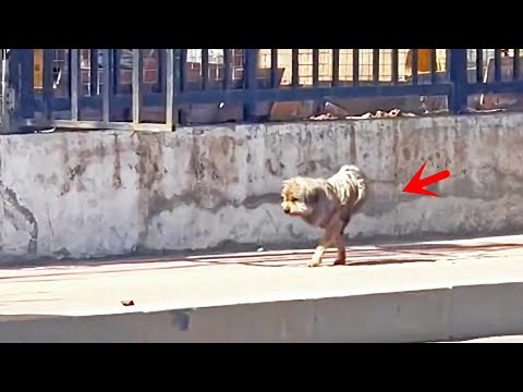 The strong puppy who lost both legs, struggling to find food,a month after being rescued big changes