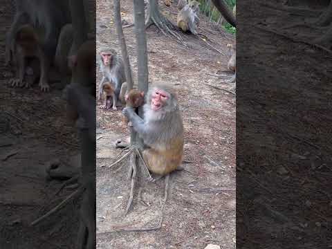 The baby monkey is stuck in the tree and the mother monkey is worried. The wonderful animal world o