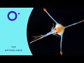 CO2 Absorption and Ocean Impact