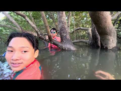 Otter Deric Helps My Pupils To Swim In The Mangrove Forest