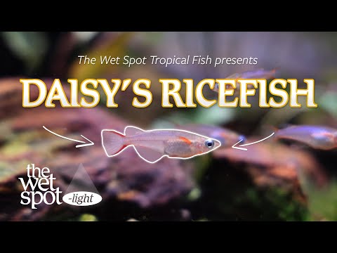 DAISY'S RICEFISH - The Wet Spot-light - Oryzias wo After a short hiatus, The Wet Spot-light is back in the new year with a fresh new look! 

Dive into 