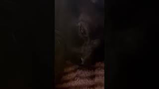 Sleepy Kitten On A Saturday Afternoon #cat #kittencuddles #kitten #cutecats #catblogger #mycat