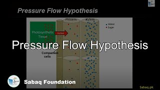 Pressure Flow Hypothesis