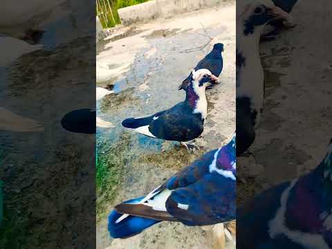 #pigeon #10mostpigeon #viral #shortvideo #shorts