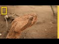 Grand Canyon Rattlesnakes and Rafting