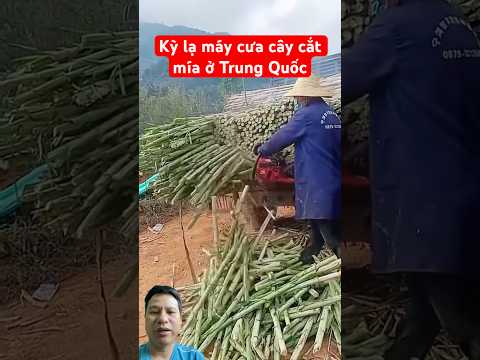 Kỳ lạ máy cưa cây cắt mía ở Trung Quốc