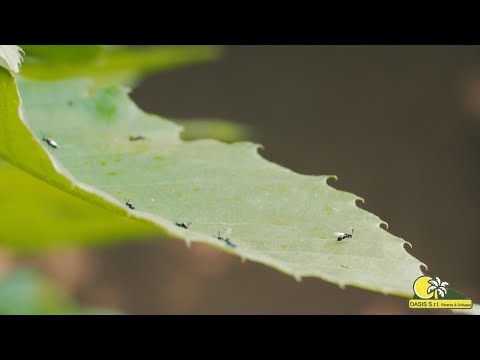 Maurizio Venturiero Edonè Films