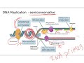 Exploring DNA Structure and Replication
