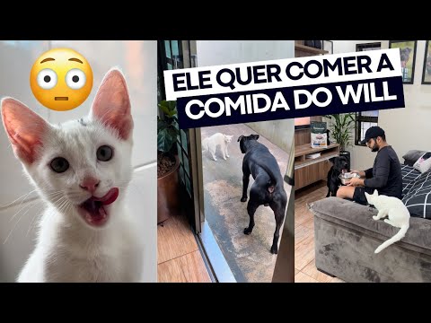 O ENZO BEIJOCAS SÓ CHEGA PERTO DO WILL PRA PEDIR A COMIDA DELE! 😱 Bionatural Prime