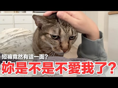 【好味小姐】妳是不是不愛我了？短褲竟然有這一面？｜好味貓日常242