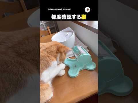 確認しながらまわす猫のかわいい行動を楽しもう サムネイル