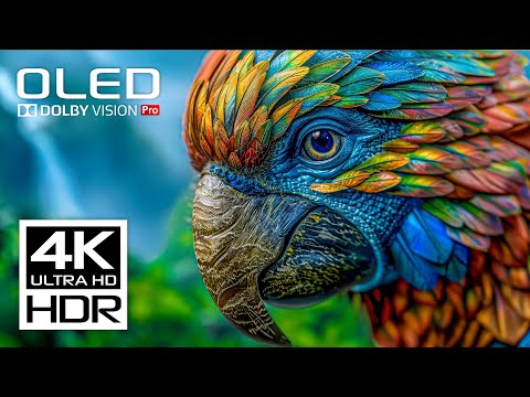 4K HDR 60FPS - BEST OF OLED Dolby Vision Demo (8K / 4K Video)