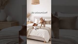 Mama be like #cat #funny #viral #memes #shorts