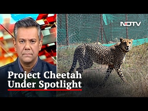 Deaths At Kuno National Park: Catch-22 Situation For Project Cheetah? | Left, Right & Centre