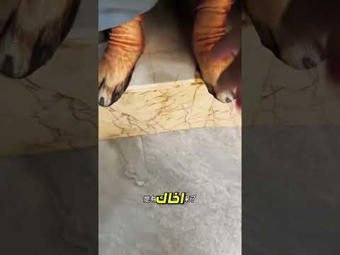 ظنّت أن هناك شبحًا خلف الستارة… لكن ما خرج صدم الجميع! 😱👻