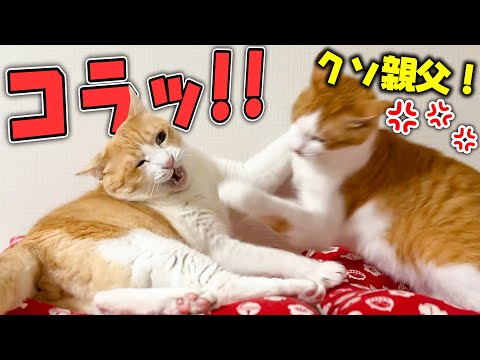 【思春期】親代わりの猫に叱られた子猫が、反抗期に突入してしまいました…