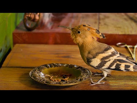 Living Together in a Lodge Full of Wild Birds - Off Grid living