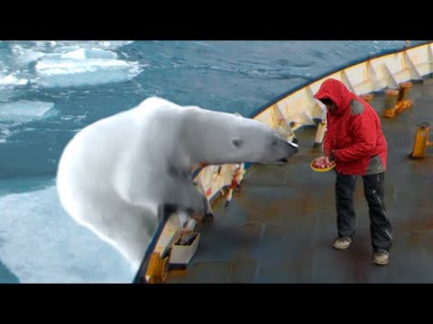Quand les animaux demandent de l'aide aux Humains