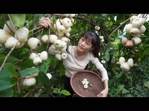Clever girl harvest rose apples to sell at the village - Duong harvesting, amazing daily life