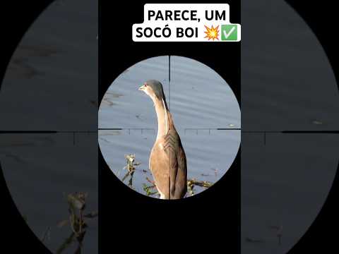 caçada de socó #caçadas #carabina #aventuras #sniper #luneta #caçada #veado #dove #mato #roça #aves