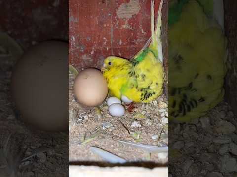 Cockatiel, Xuanxia parrot, talking parrot, bird cage, bird gear, bird hatching