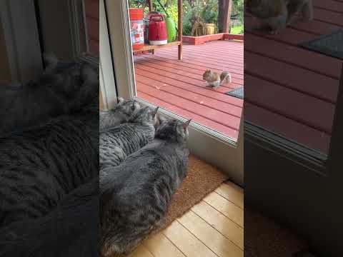 This is perfect 😂 #cat #kitty #kitten