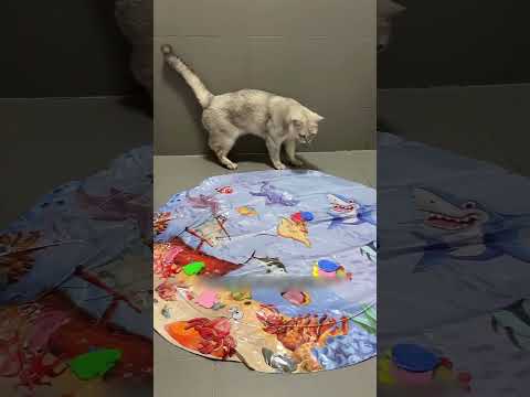 cat water bed 🛏️ #facts #shorts