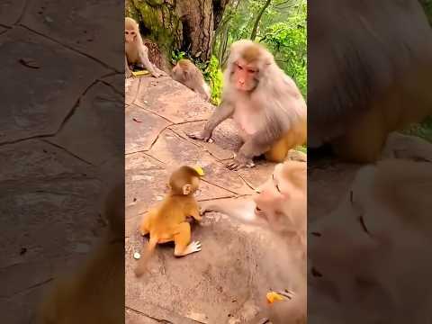 Untung ada Ibu monyet #riaab22 #trendingshorts