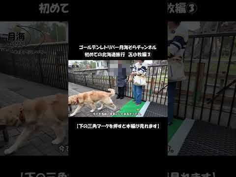 苫小牧編③【Golden Retriever japan】♯パピー #ゴールデンレトリバー #子犬