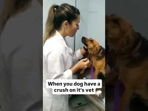 When your dog has a crush on it's vet #rescuedogs#funny#puppy#pets#cute