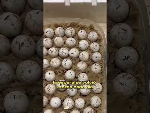She Took Home Mysterious Eggs… What Hatched Changed Everything #animals #Friendship #Us