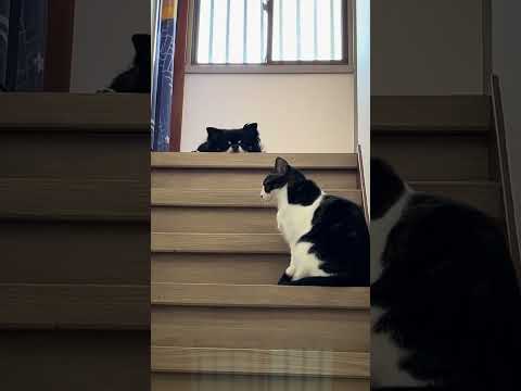 兄チワワが心配で側にいる猫#チワワ#犬と猫#多頭飼い