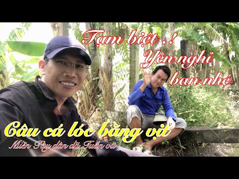 Câu cá-câu cá lóc/nhấp cá lóc bằng vịt/snakehead fishing by duck #caucalocbangvit #fishing