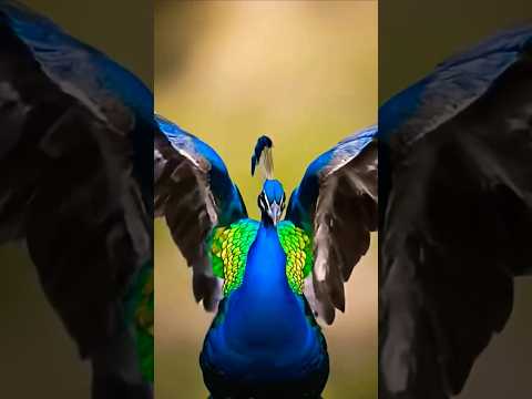 peafowl Bird calling 🦚 #peacock #birds #peafowl #beautiful #youtubeshorts #mor