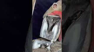 Great hoof trimming video extremely comfortable丨ASMR丨Donkey hoof cutting sound (2)