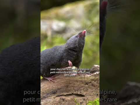 Mon métier, ma nature – Mammalogue #6