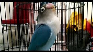Lovebird Ngekek Nyeklek Youtube Video Downloader Online Suara Gambar